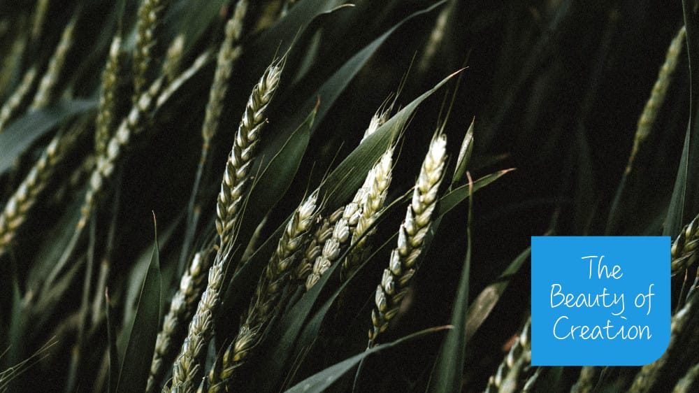 The Beauty of Creation